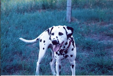 image title Picture of Dalmatian