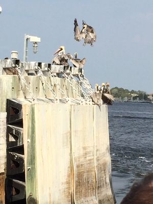 2014-03-22Pelicans.jpg